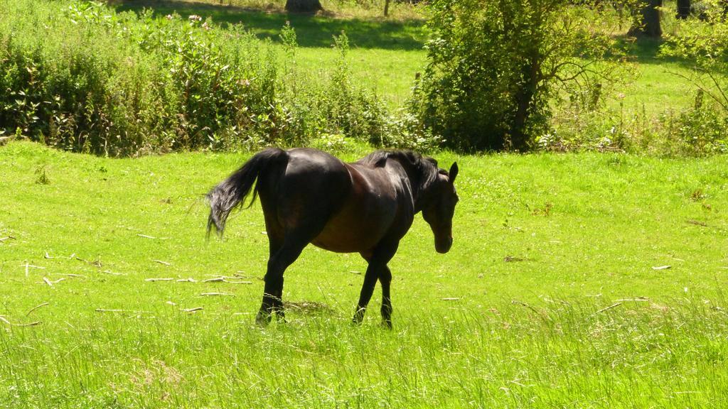 Ferme Des Chartroux Hotel Maresville Bagian luar foto